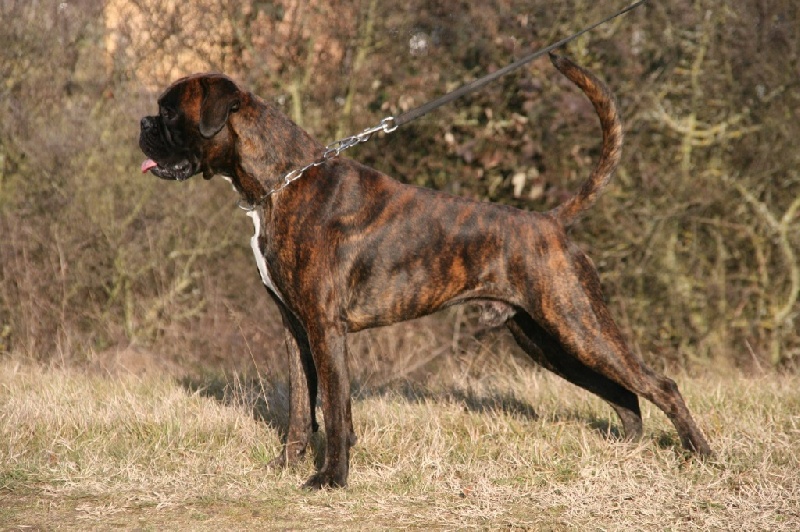 Hatchiko du Clos de Matisar